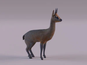 Klipspringer Modelo 3D