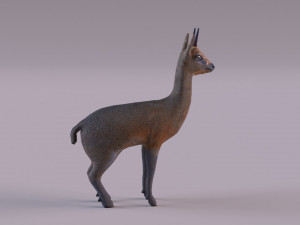 Klipspringer 3D-Modell