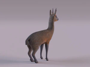 Klipspringer Modelo 3D