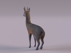 Klipspringer 3D-Modell