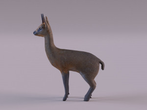 Klipspringer 3D-Modell