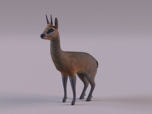 Klipspringer 3D-Modell
