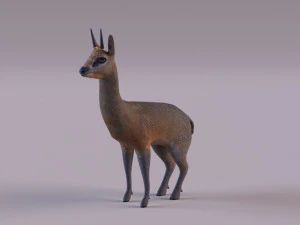 Klipspringer Modelo 3D