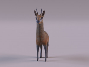 Klipspringer 3D-Modell