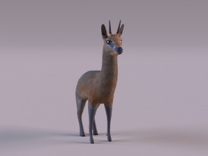 Klipspringer 3D-Modell