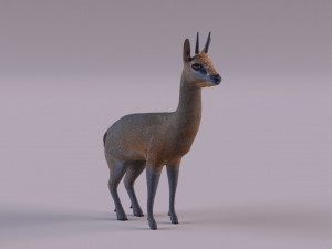 Klipspringer 3D-Modell