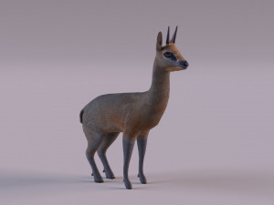 Klipspringer 3D-Modell