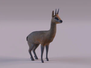 Klipspringer Modelo 3D