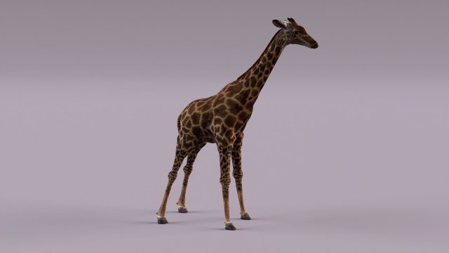 Giraffe 3D 모델 .c4d .max .obj .3ds .fbx .stl .blend 