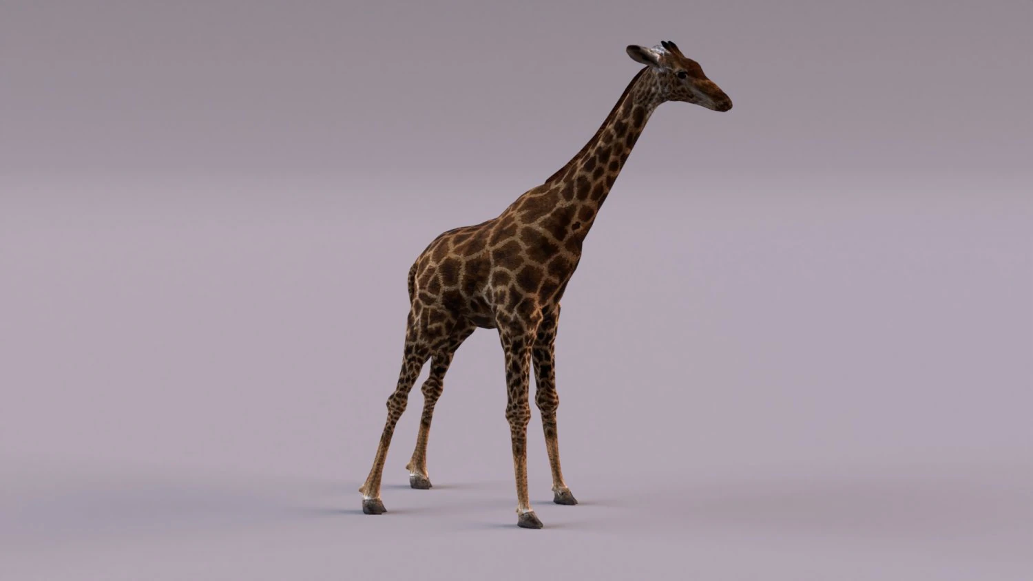 Giraffe 3D Model .c4d .max .obj .3ds .fbx .stl .blend 