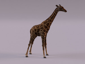 Giraffe 3D 모델