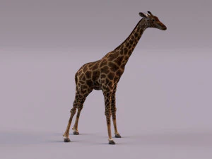 Giraffe 3D Model