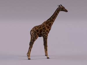 Giraffe 3D 모델