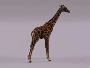 Giraffe 3D Model