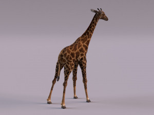 Giraffe 3D 모델