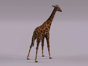Giraffe 3D Model