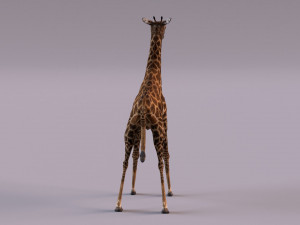 Giraffe 3D 모델