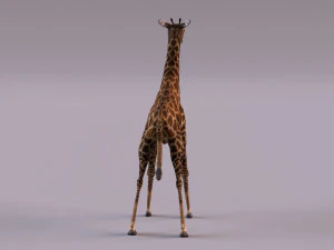 Giraffe 3D Model