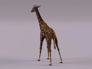 Giraffe 3D Model