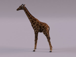 Giraffe 3D 모델