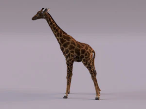 Giraffe 3D Model