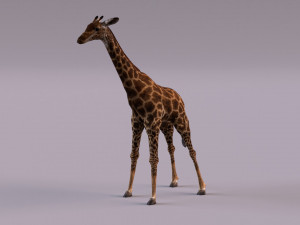 Giraffe 3D 모델