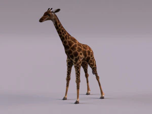 Giraffe 3D Model