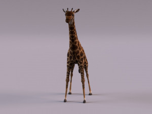 Giraffe 3D 모델