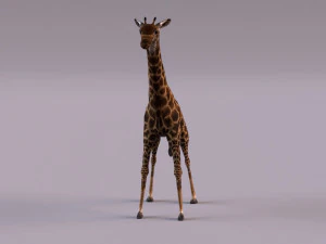 Giraffe 3D Model