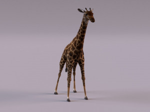 Giraffe 3D 모델