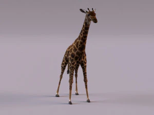 Giraffe 3D Model