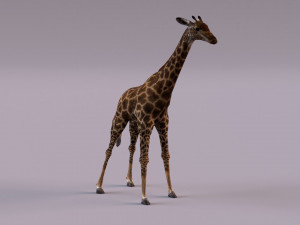 Giraffe 3D 모델
