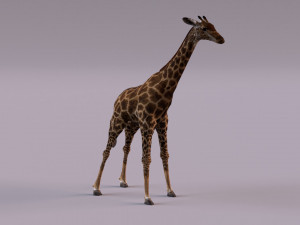 Giraffe 3D 모델