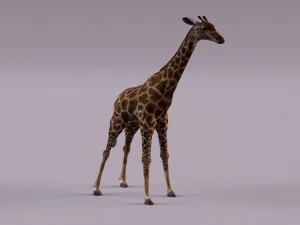 Giraffe 3D Model