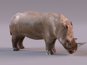 Rhino Modelo 3D