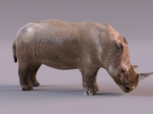 Rhino Modelo 3D