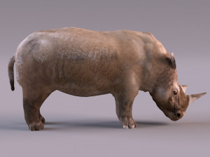 Rhino Modelo 3D