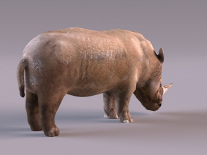 Rhino Modelo 3D