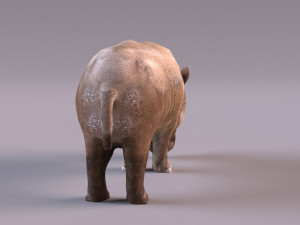 Rhino Modelo 3D