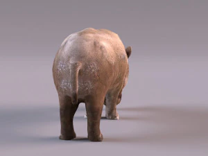 犀牛 3D 模型