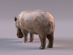 Rhino Modelo 3D
