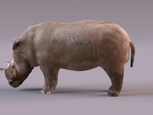 Rhino Modelo 3D