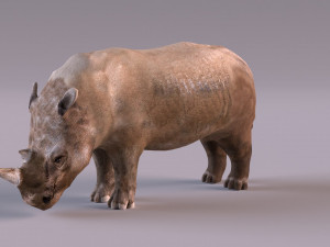 Rhino Modelo 3D