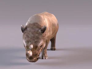 犀牛 3D 模型