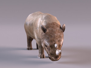 Rhino Modelo 3D