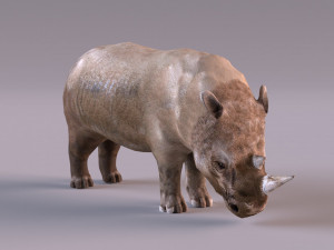 Rhino Modelo 3D