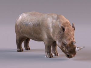 Rhino Modelo 3D