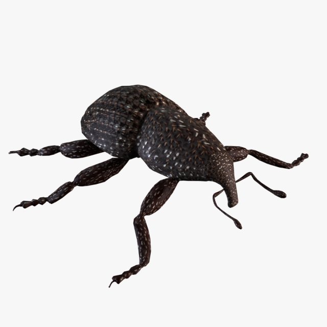 Rutidosoma graminosum 3D Модель .c4d .max .obj .3ds .fbx .stl .blend 