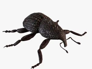 Rutidosoma graminosum Modello 3D