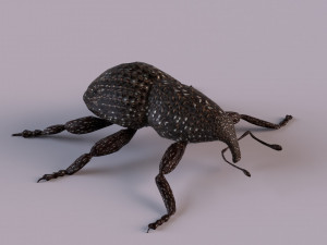 Rutidosoma graminosum 3D Модель